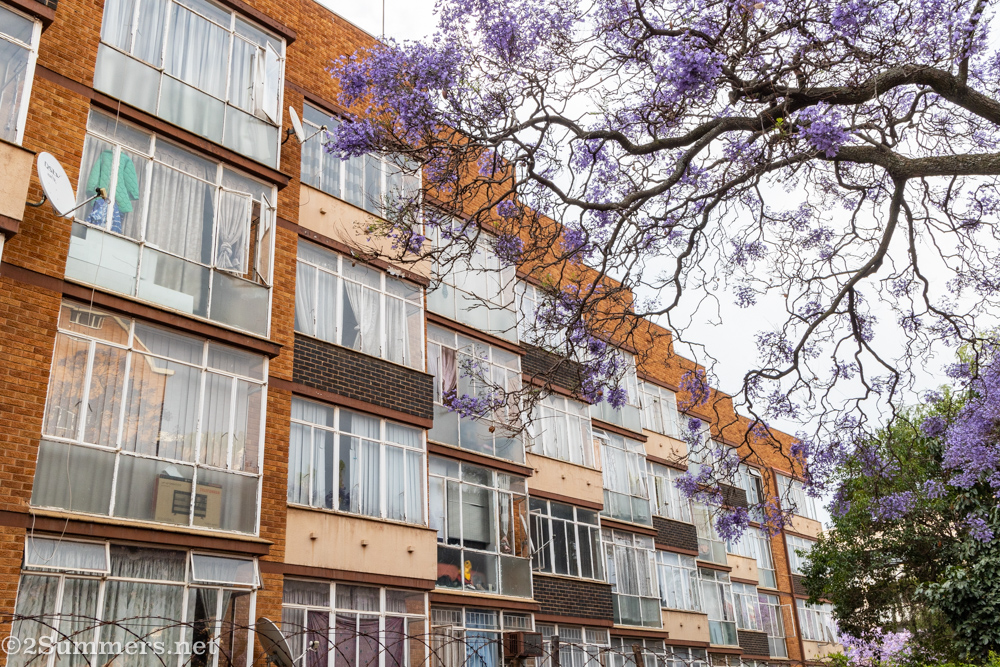 jacarandas and buildings