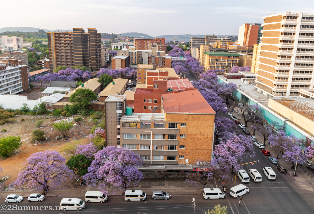 Pretoria Jacarandas: A Photo Bonanza