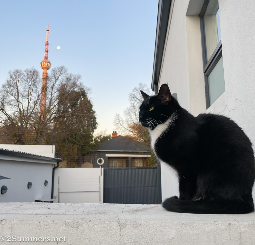 A Very Sad Goodbye to Brixton the Cat