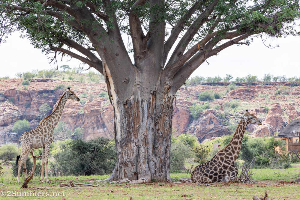 Giraffes under baobab