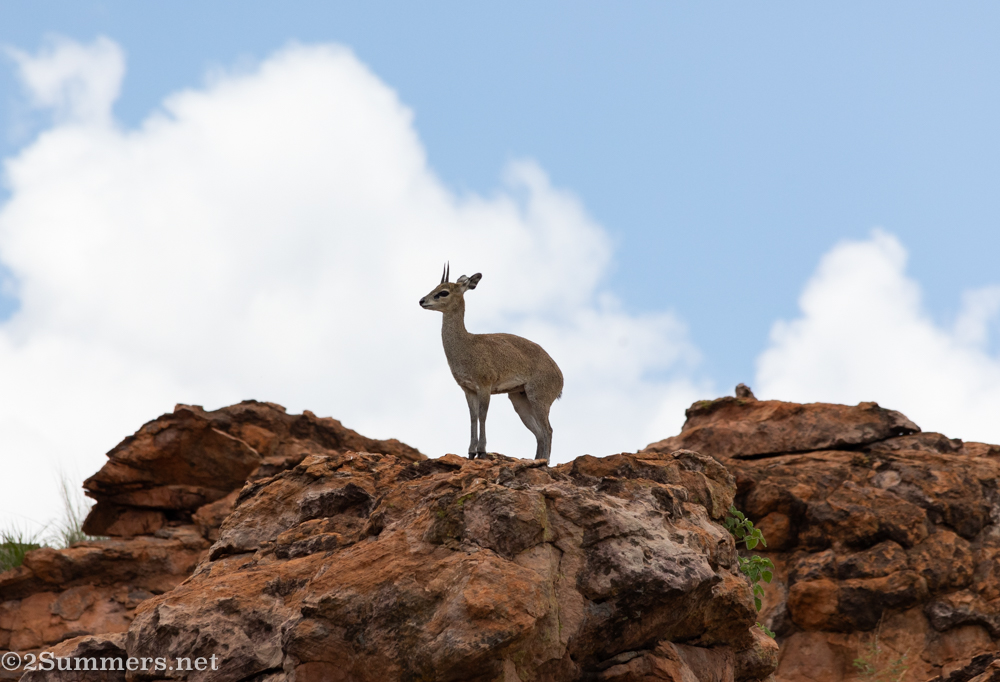 Klipspringer