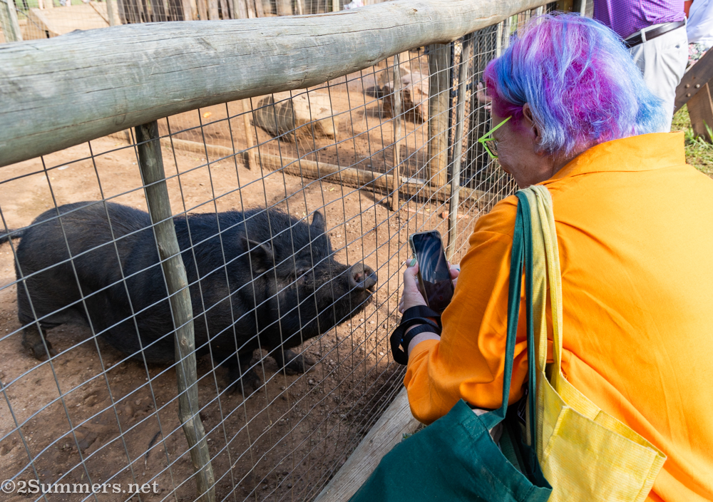 Fiver and a pot-bellied pig