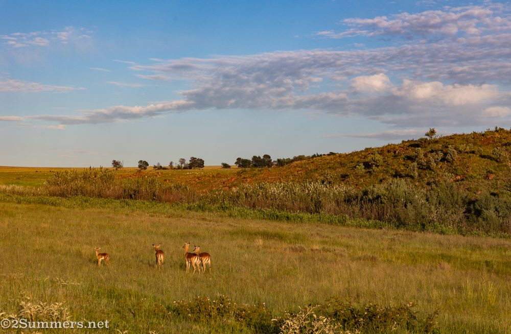 Impala on our hike