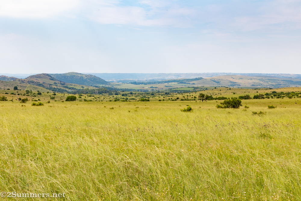 Grasses of the highveld