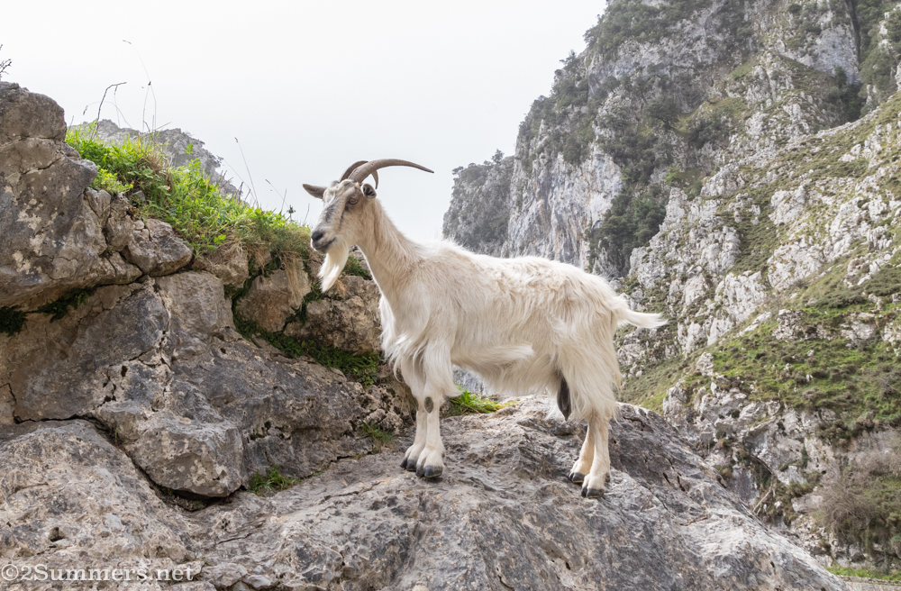 Goat in the Picos de Europa