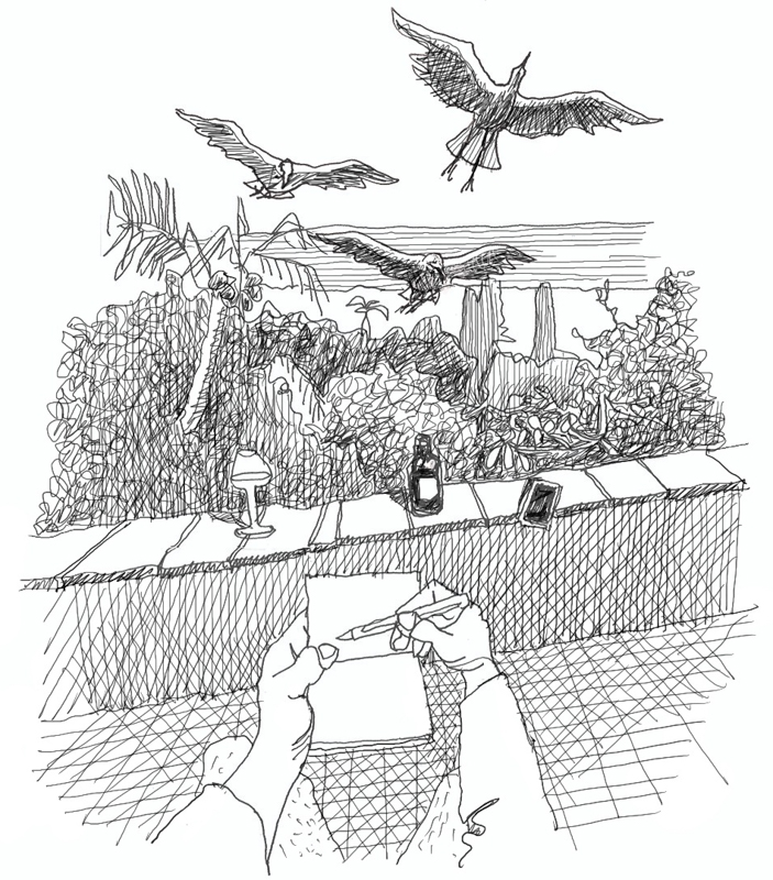 Sketch of rooftop with hadedas