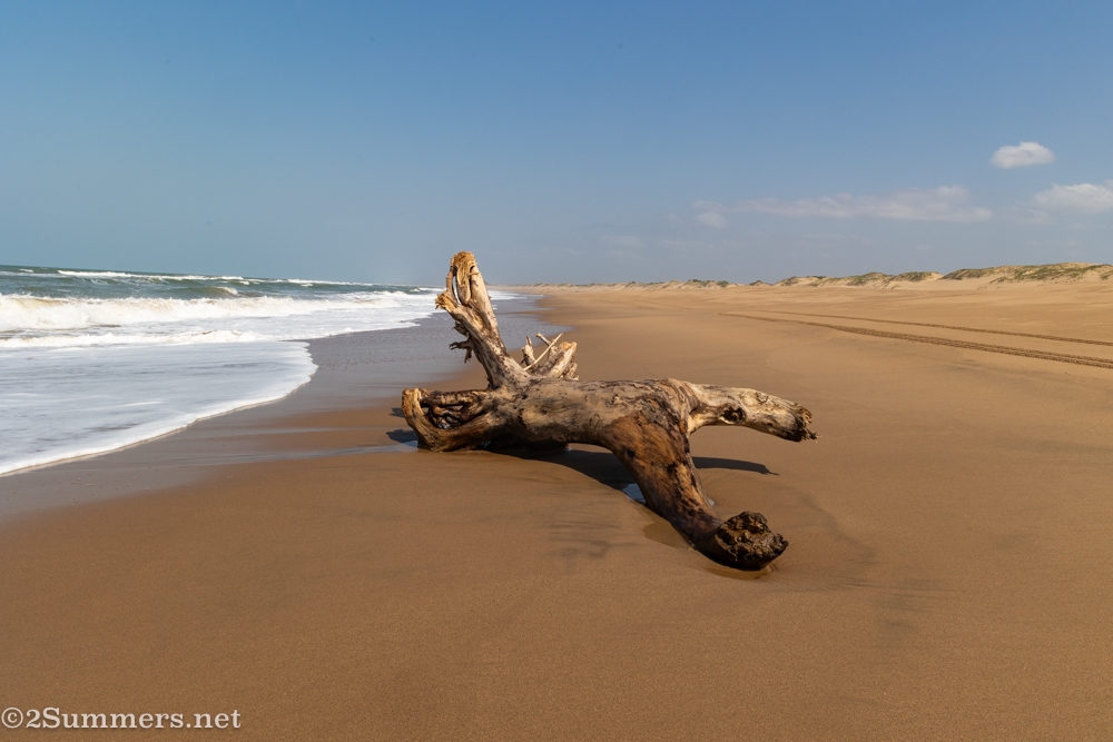 Driftwood on the beach in Mtunzini