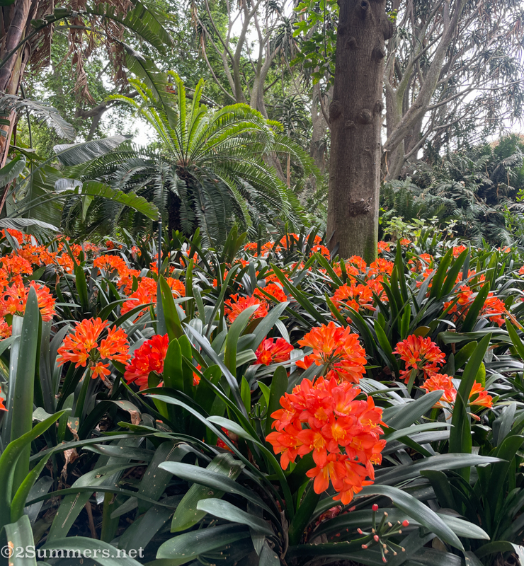 Clivias in bloom