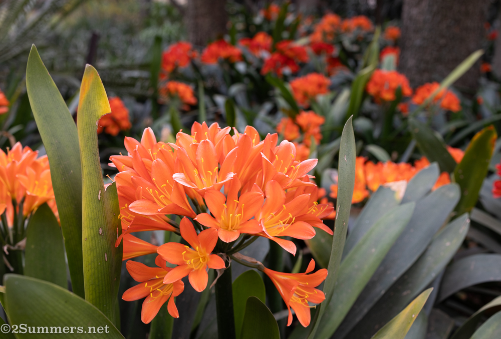 Clivias in Bloom at Random Harvest Indigenous Nursery