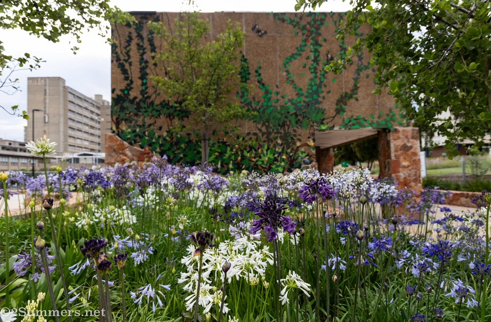 Agapanthus blooming in Indwe