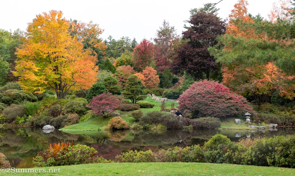 Leaves changing in the Asticou Azalea Garden